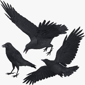 Crow 3 Poses 3D model